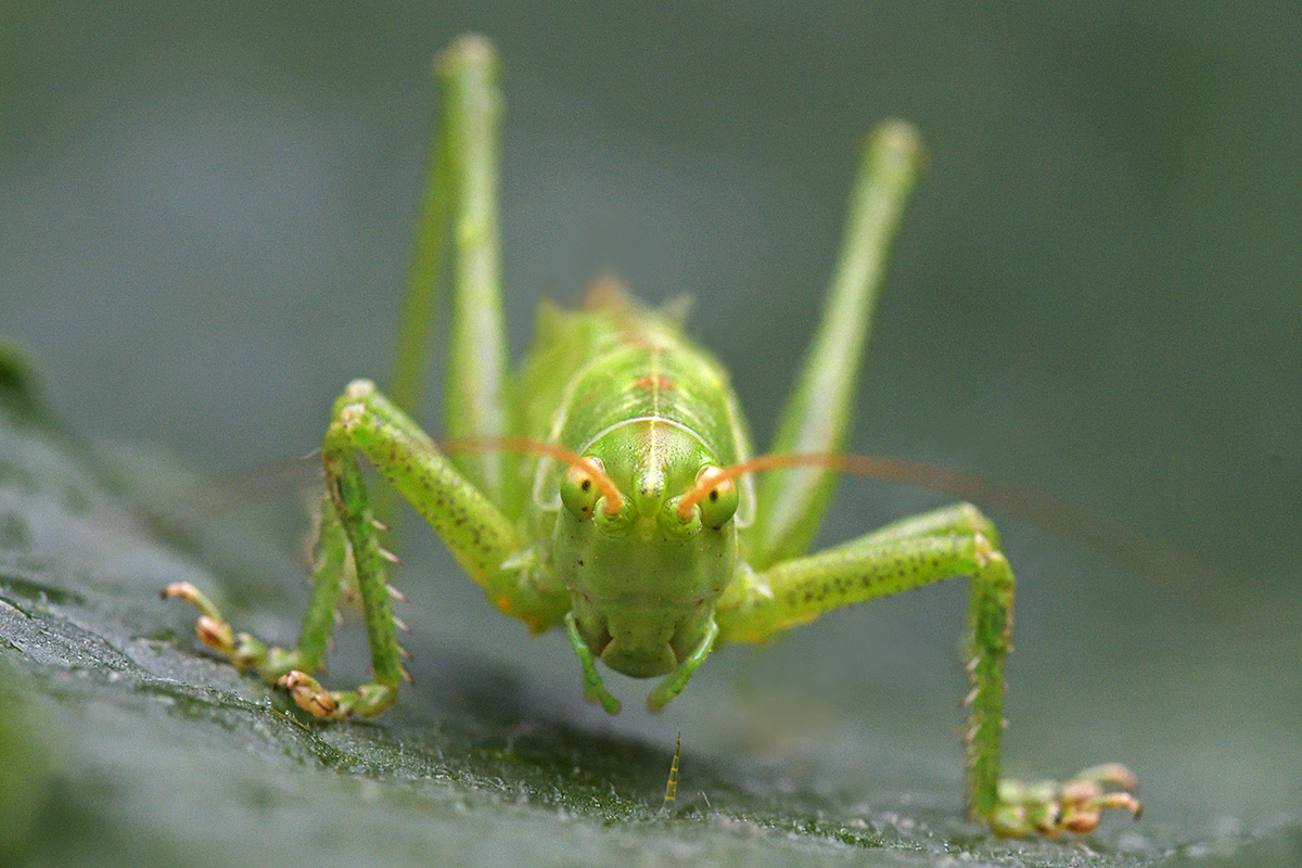 Great Green Bush-Cricket (Tettigonia viridissima) (3)