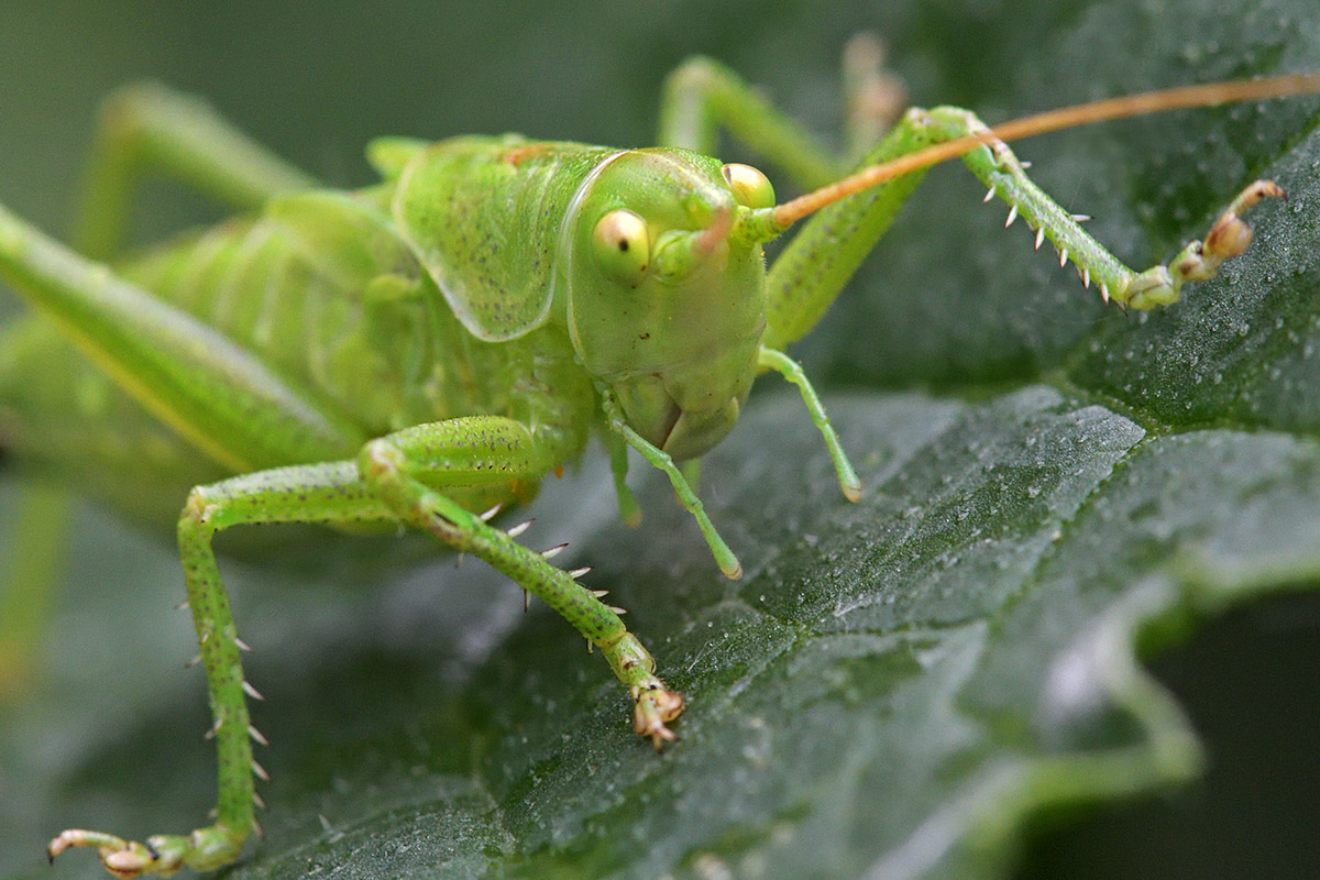 Great Green Bush-Cricket (Tettigonia viridissima) (4)