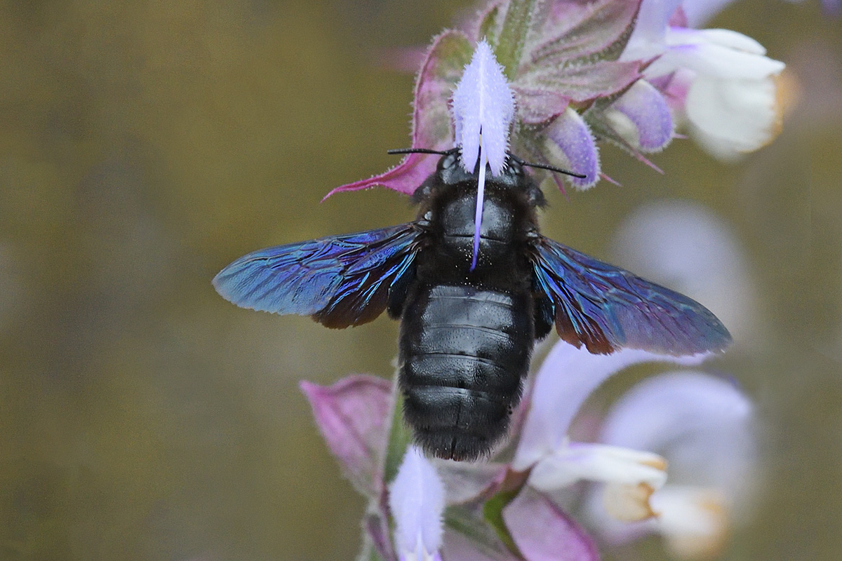 Violet Carpenter Bee (Xylocopa violacea) (3)