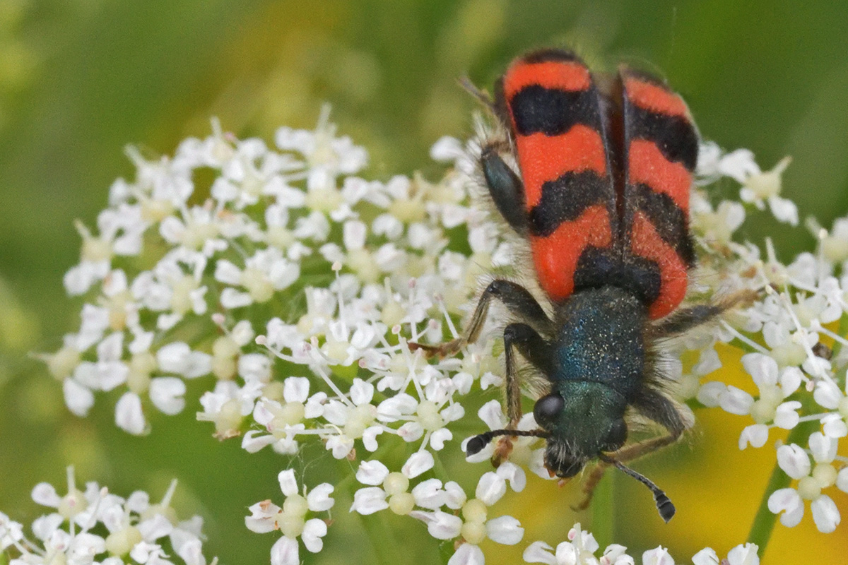 Checkered Beetle (Trichodes alvearius) (1)