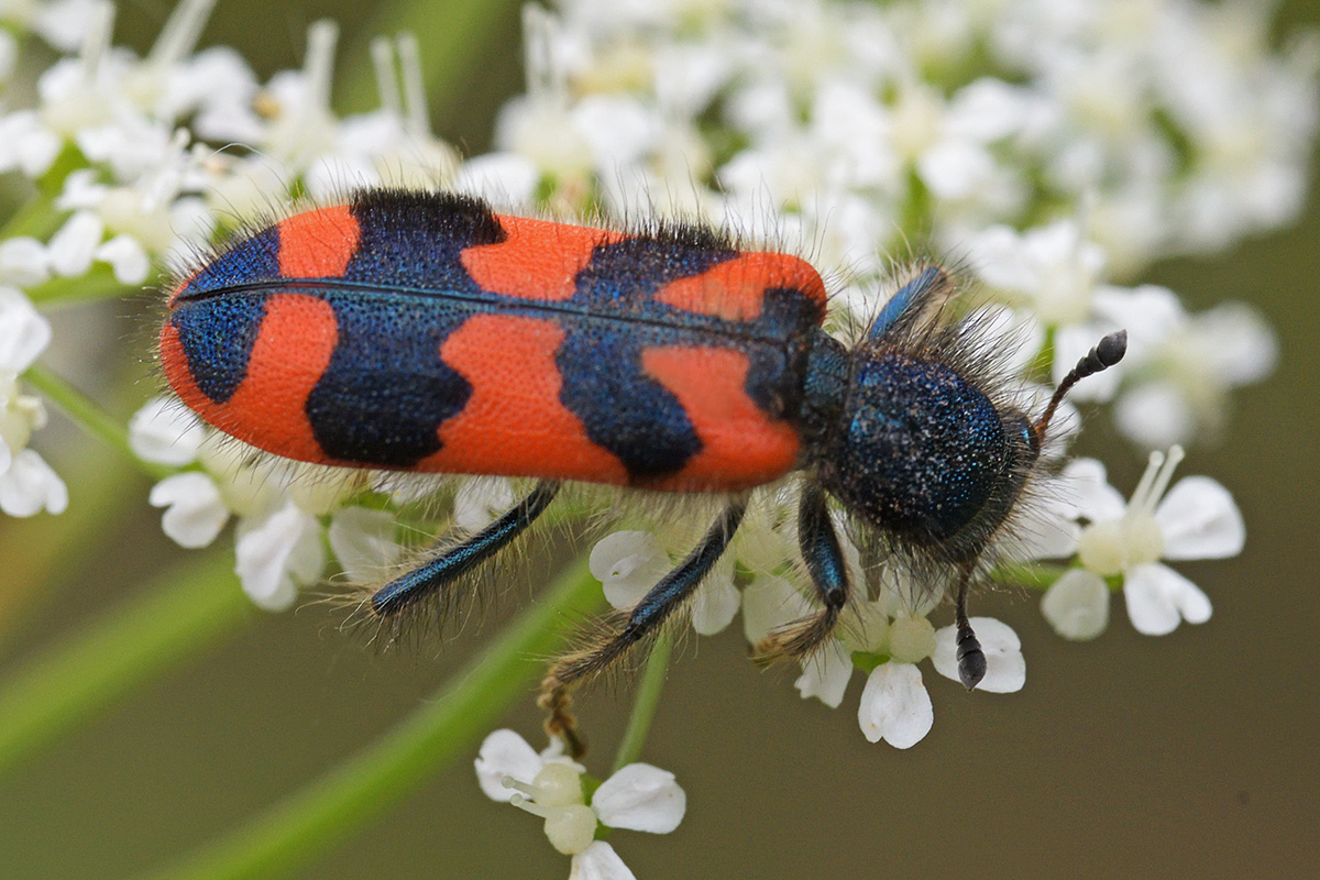 Checkered Beetle (Trichodes alvearius) (2)