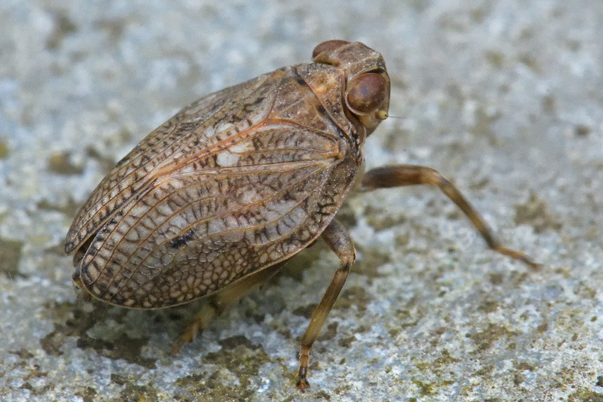 Common Issid Bug (Issus coleoptratus) (1)