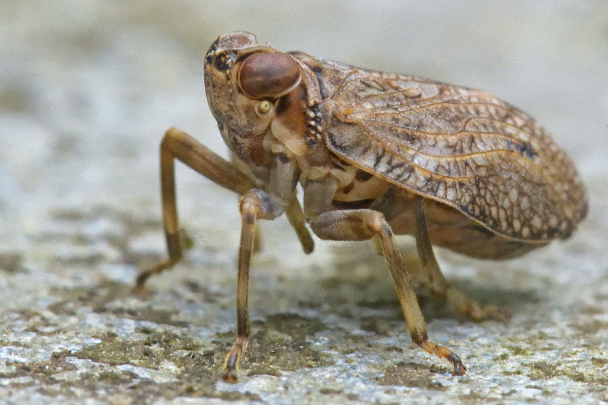 Common Issid Bug (Issus coleoptratus) (2)