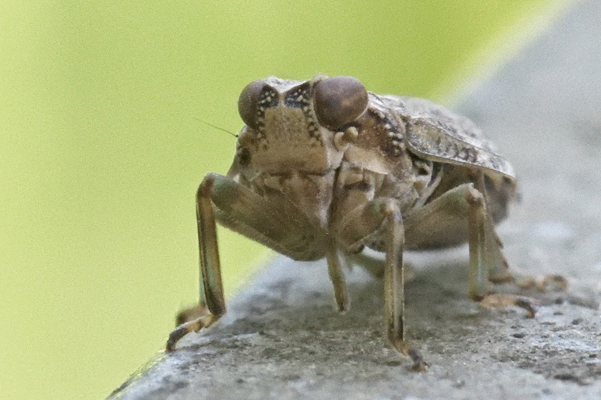 Common Issid Bug (Issus coleoptratus) (3)