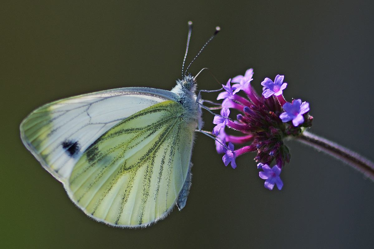 Green-Veined White (Pieris napi) (2)