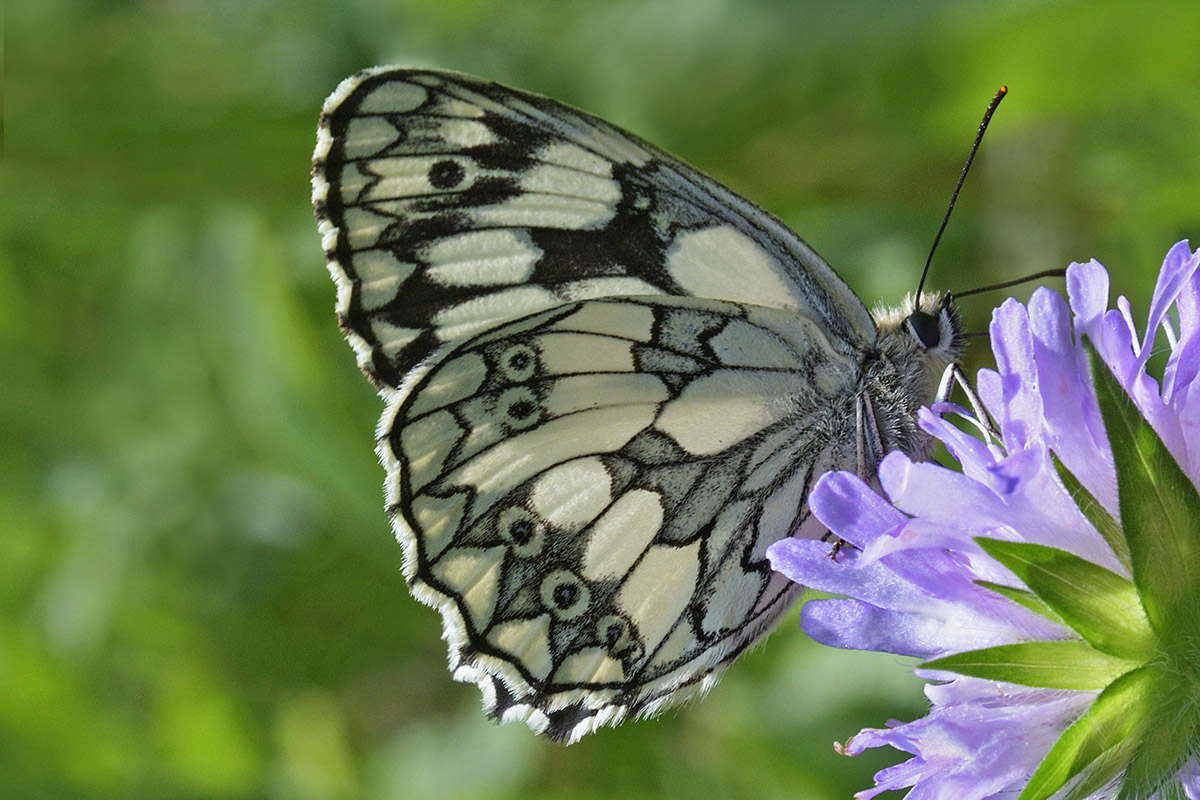 Marbled White (Melanargia galathea) (4)