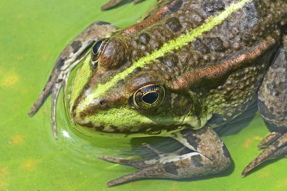 Marsh Frog (Pelophylax ridibundus) (2)