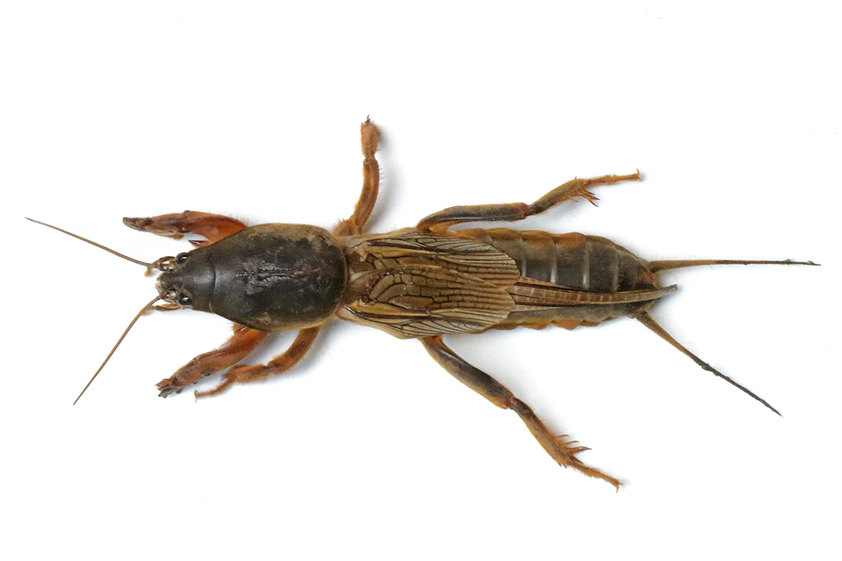 European Mole Cricket (Gryllotalpa gryllotalpa) (1)