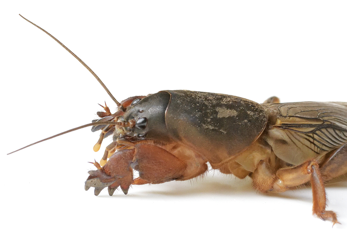 European Mole Cricket (Gryllotalpa gryllotalpa) (2)