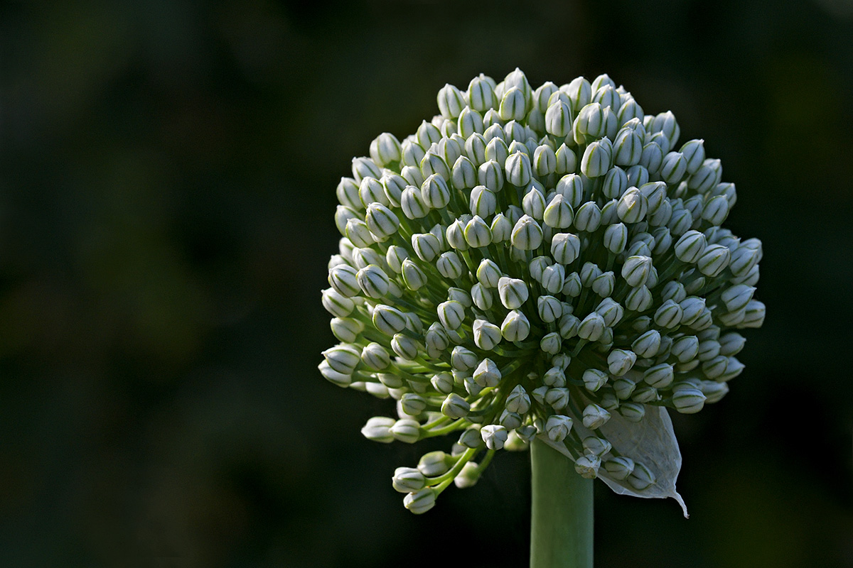 Onion Flower Bud (Allium cepa) (1)