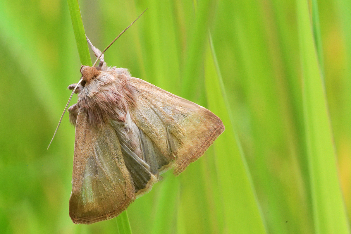 Owlet Moth (1)