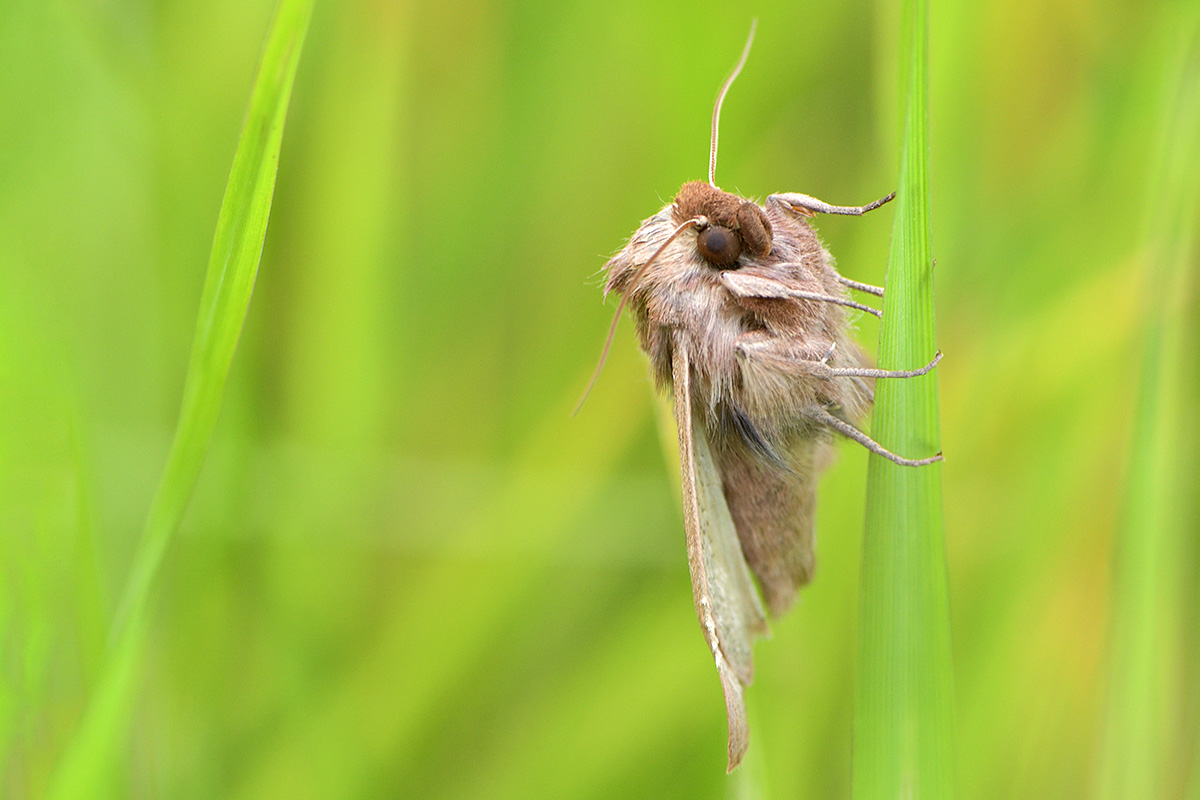 Owlet Moth (2)