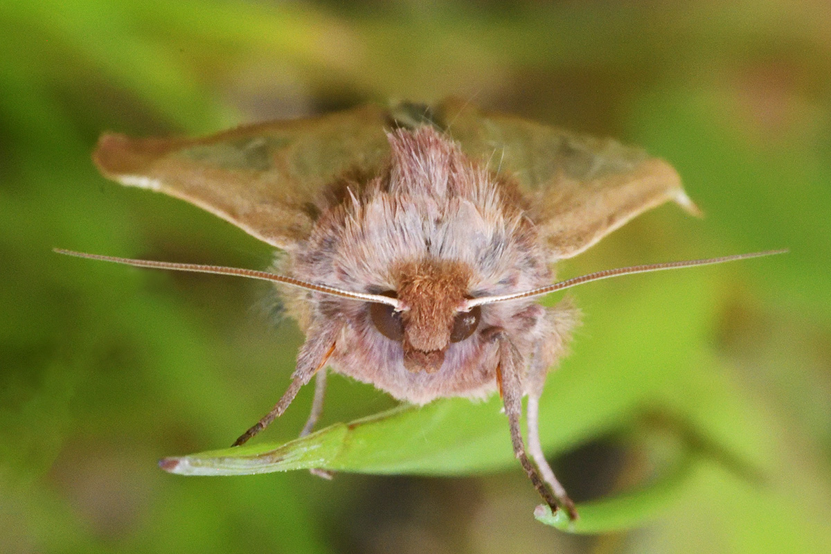 Owlet Moth (3)