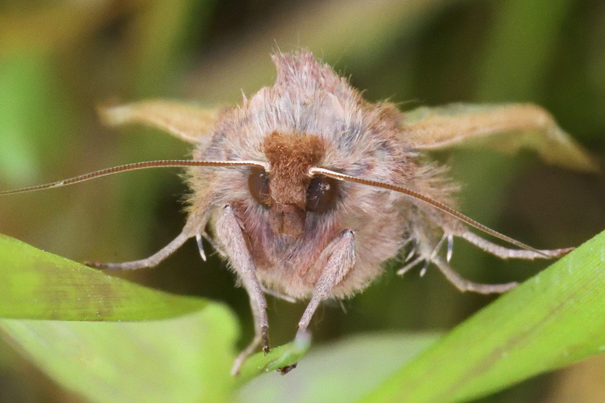 Owlet Moth (4)