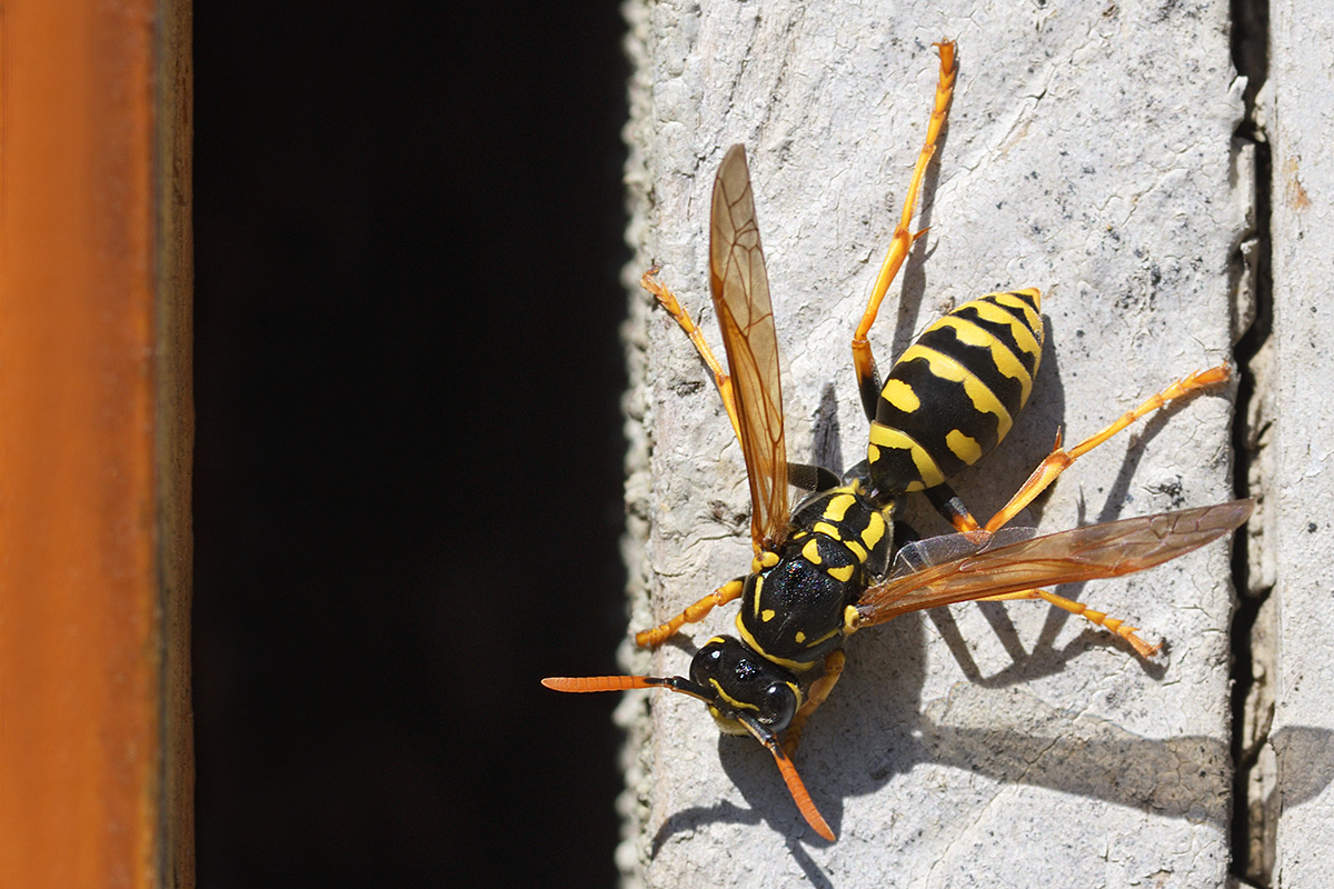 European Paper Wasp (Polistes dominula) (2)