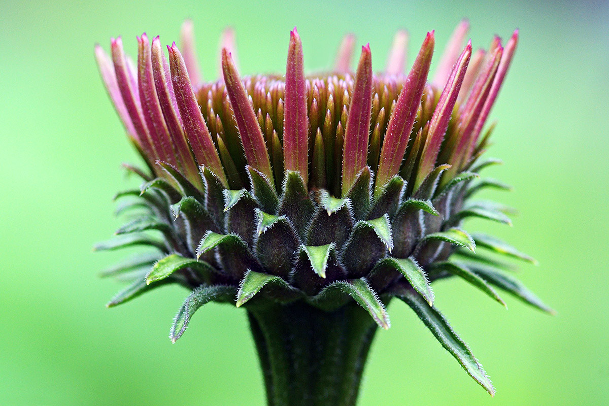 Purple Coneflower (Echinacea purpurea) (2)