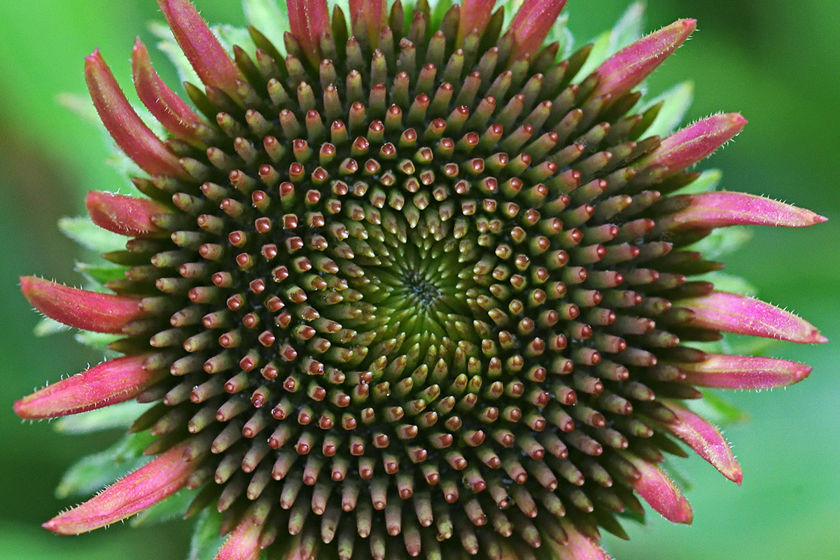 Purple Coneflower (Echinacea purpurea) (3)