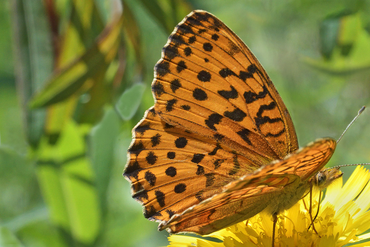 Silver-Washed Fritillary (Argynnis paphia, female) (2)