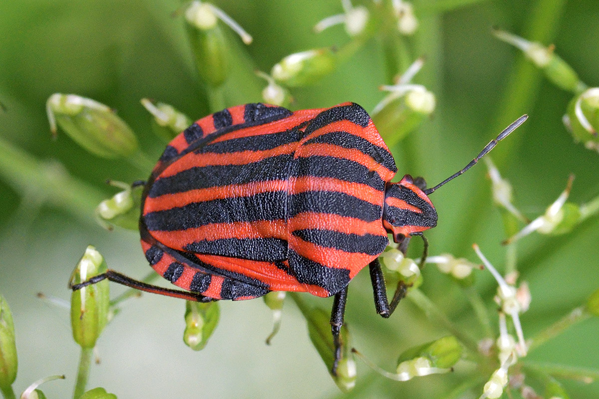 Striped Shield Bug (Graphosoma lineatum) (1)