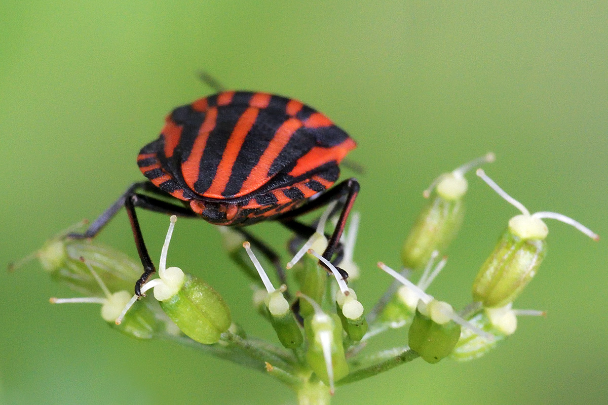 Striped Shield Bug (Graphosoma lineatum) (2)