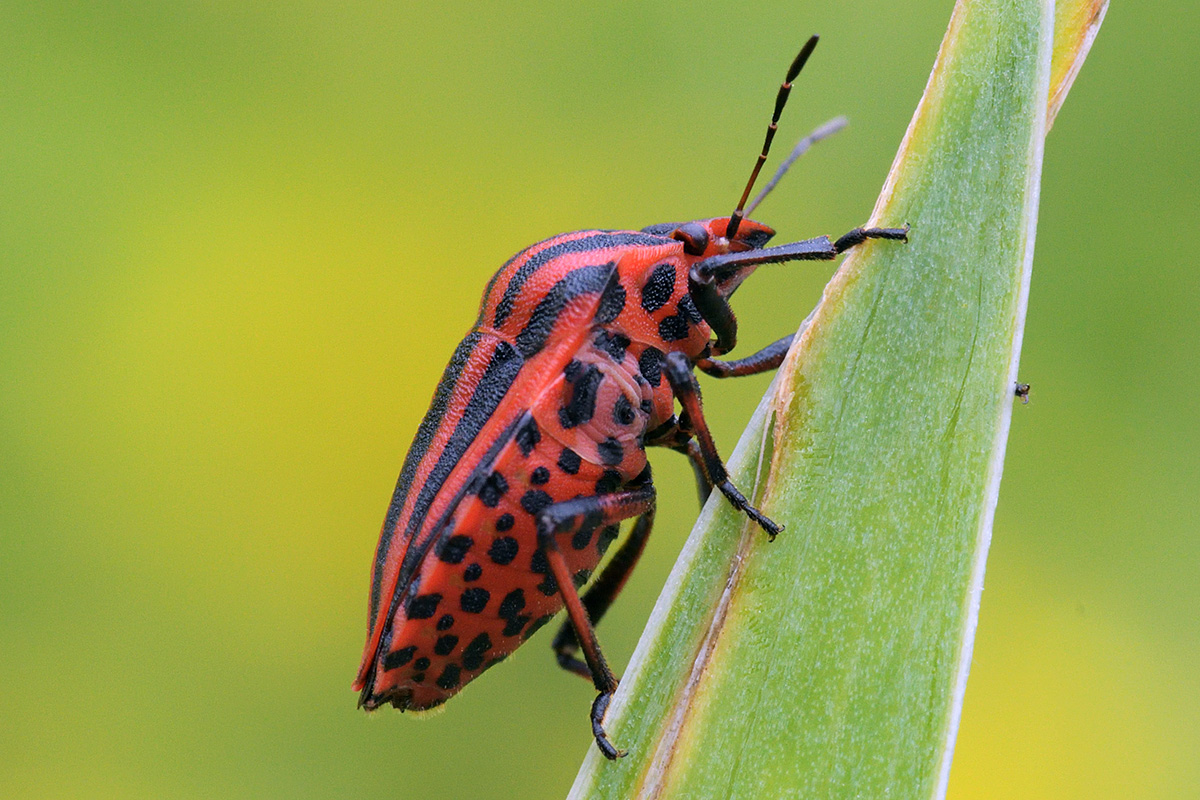 Striped Shield Bug (Graphosoma lineatum) (3)