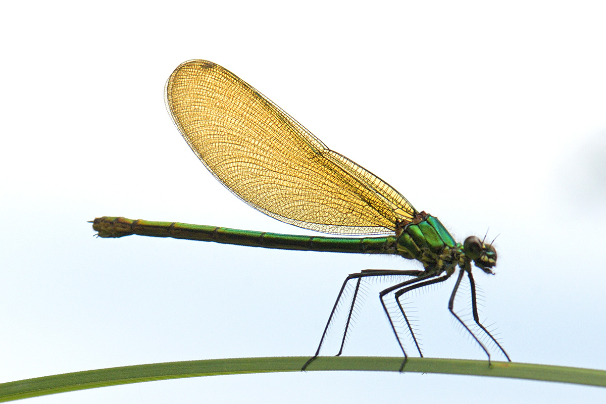 Banded Demoiselle (Calopteryx splendens, female) (1)