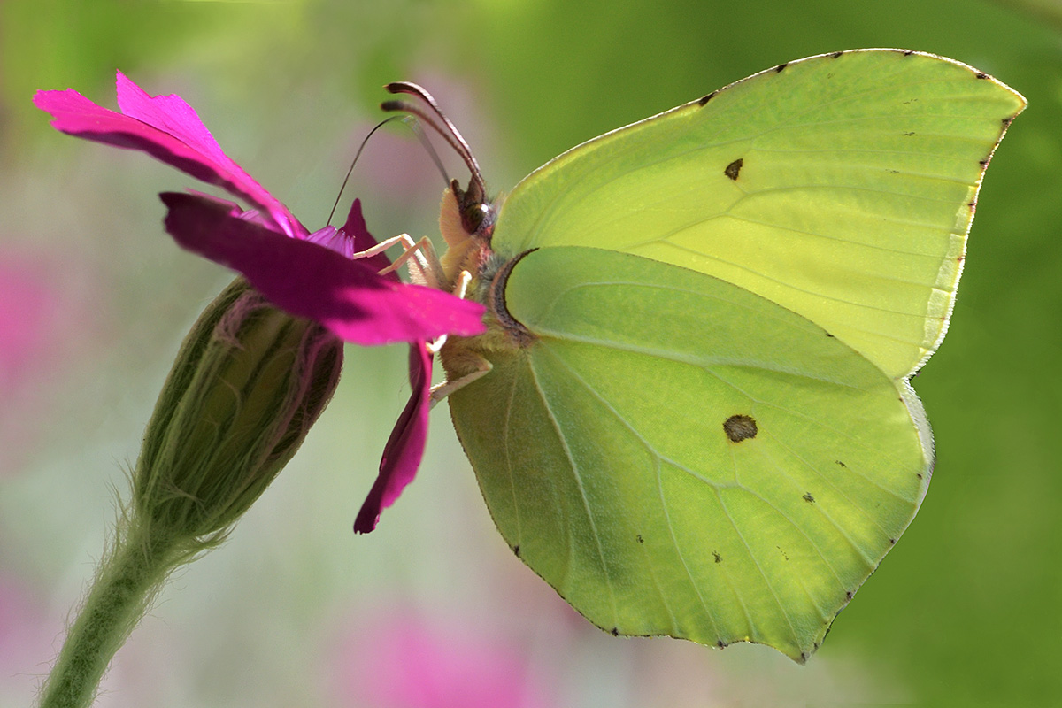 Brimstone (Gonepteryx rhamni) (1)