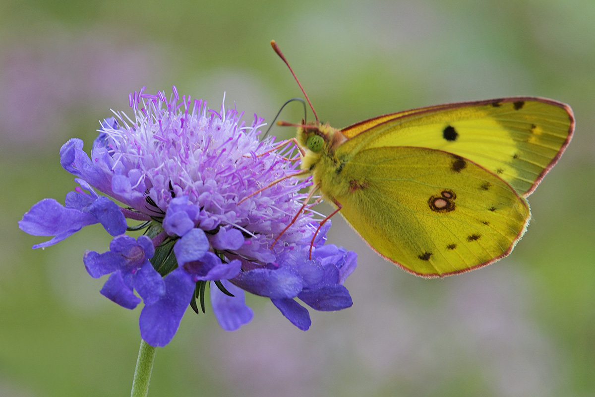 Clouded Yellow (Colias croceus) (1)