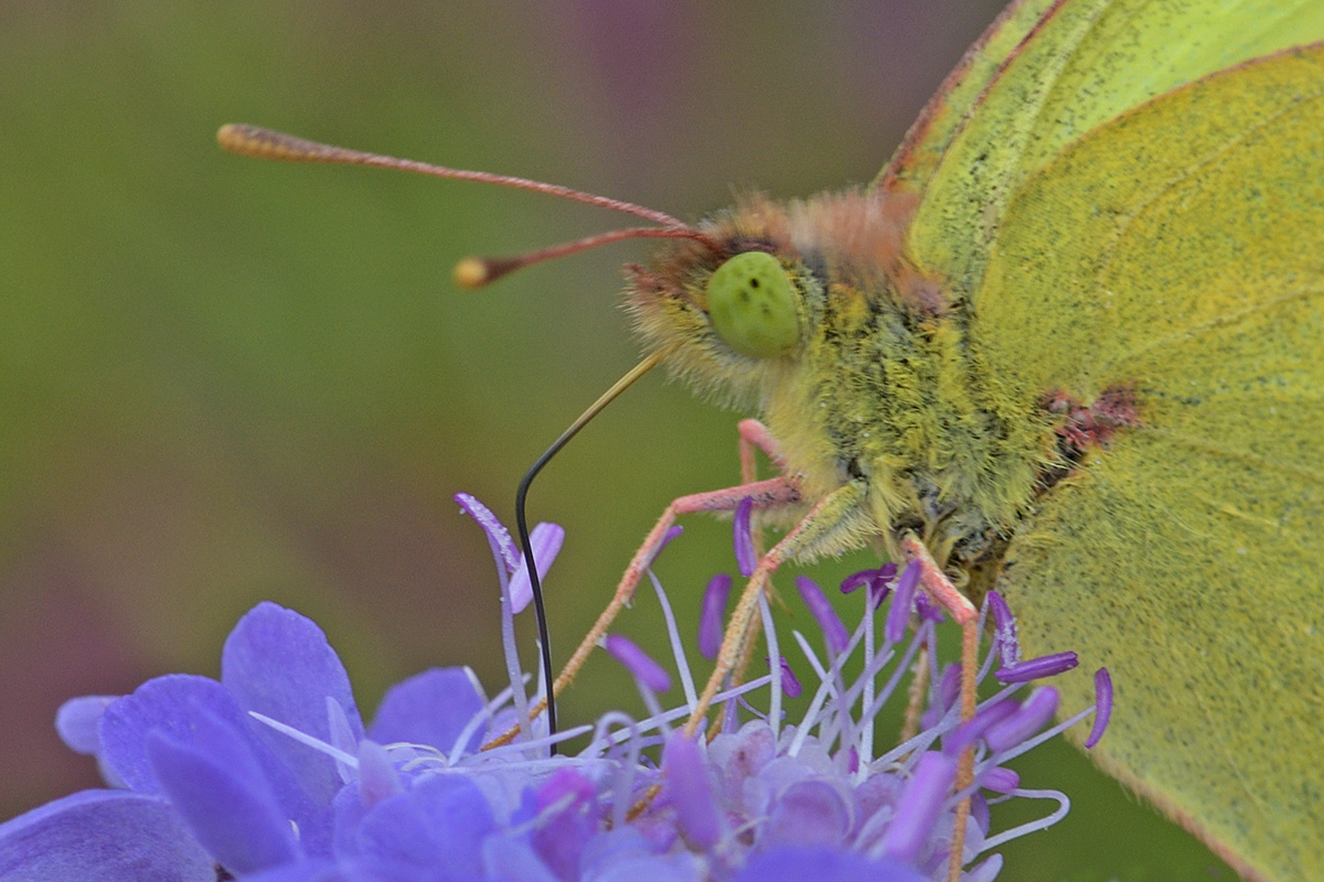 Clouded Yellow (Colias croceus) (2)