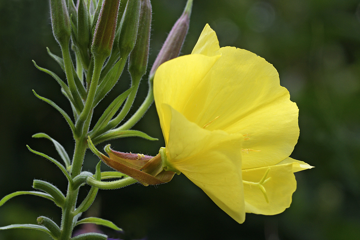 Evening Primrose (Oenothera biennis) (1)