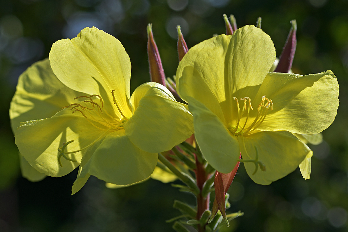 Evening Primrose (Oenothera biennis) (2)