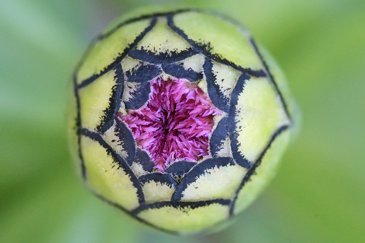 Garden Zinnia (Zinnia elegans) (1)