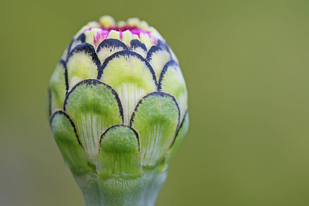 Garden Zinnia (Zinnia elegans) (2)