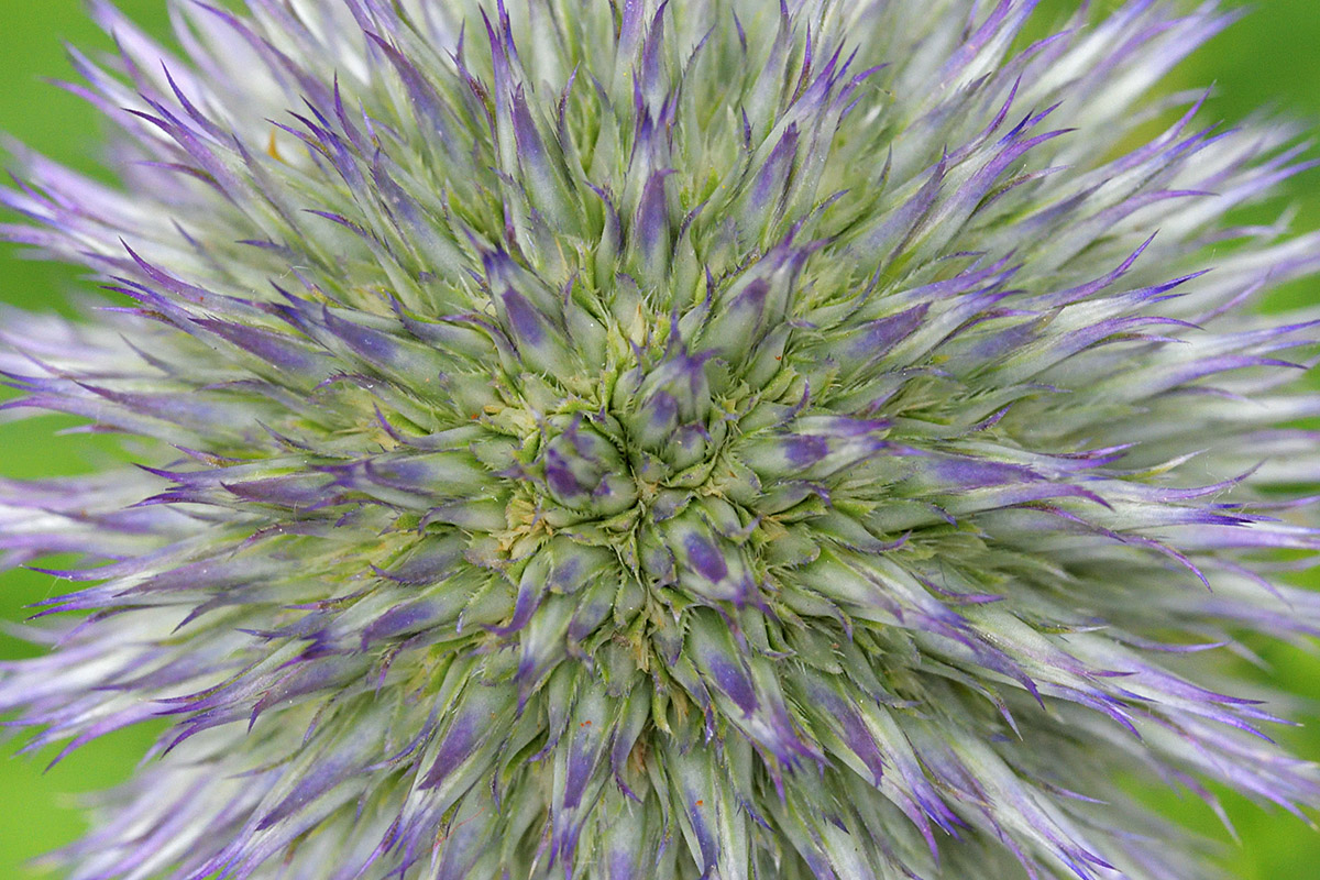 Globe Thistle (Echinops) (1)