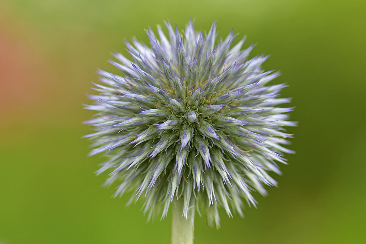 Globe Thistle (Echinops) (2)