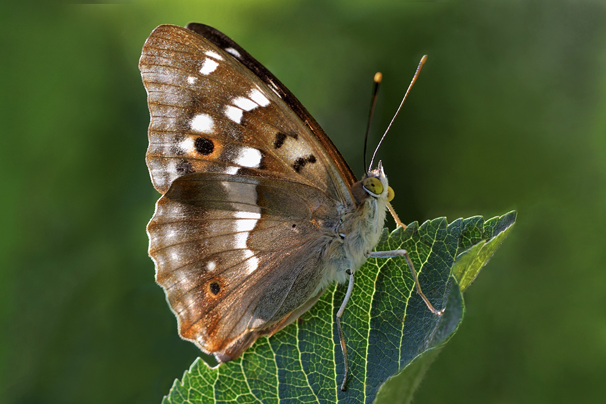 Lesser Purple Emperor (Apatura ilia, female) (1)