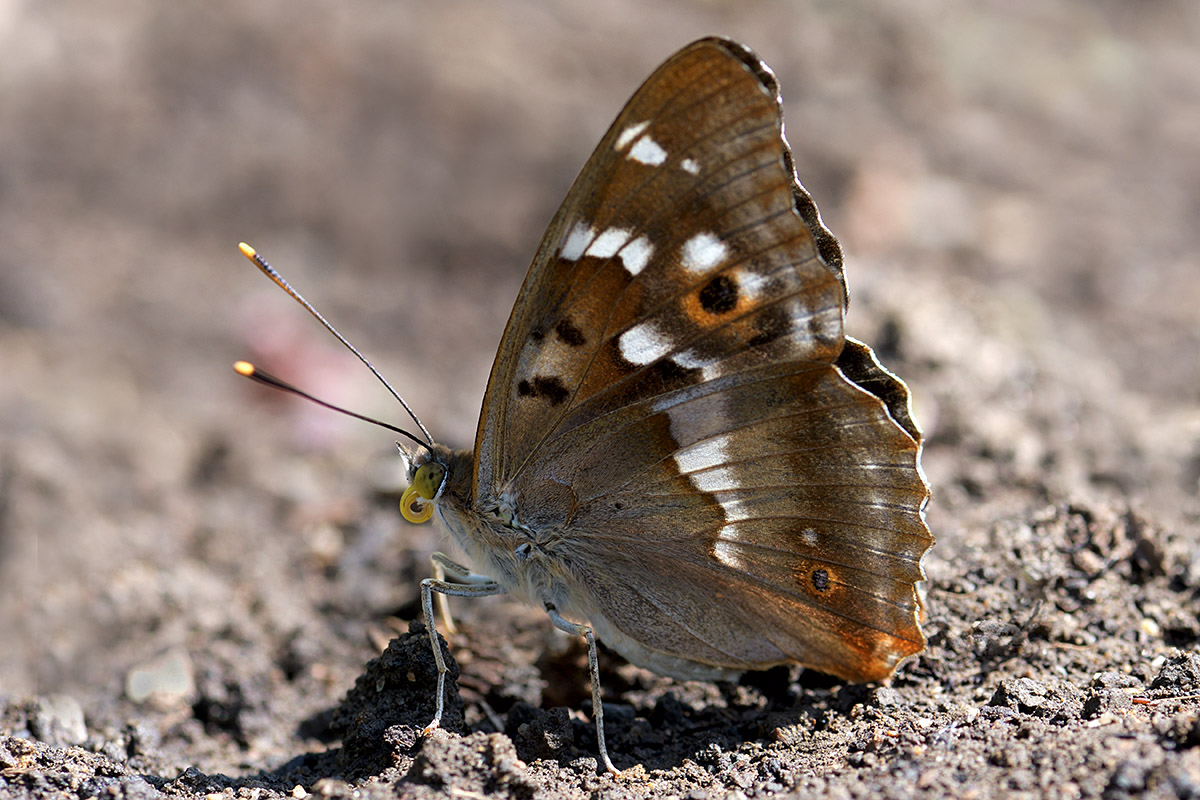 Lesser Purple Emperor (Apatura ilia, female) (2)