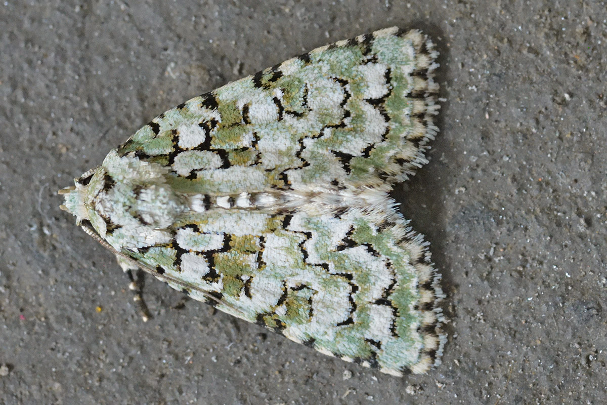 Marbled Green (Nyctobrya muralis) (1)