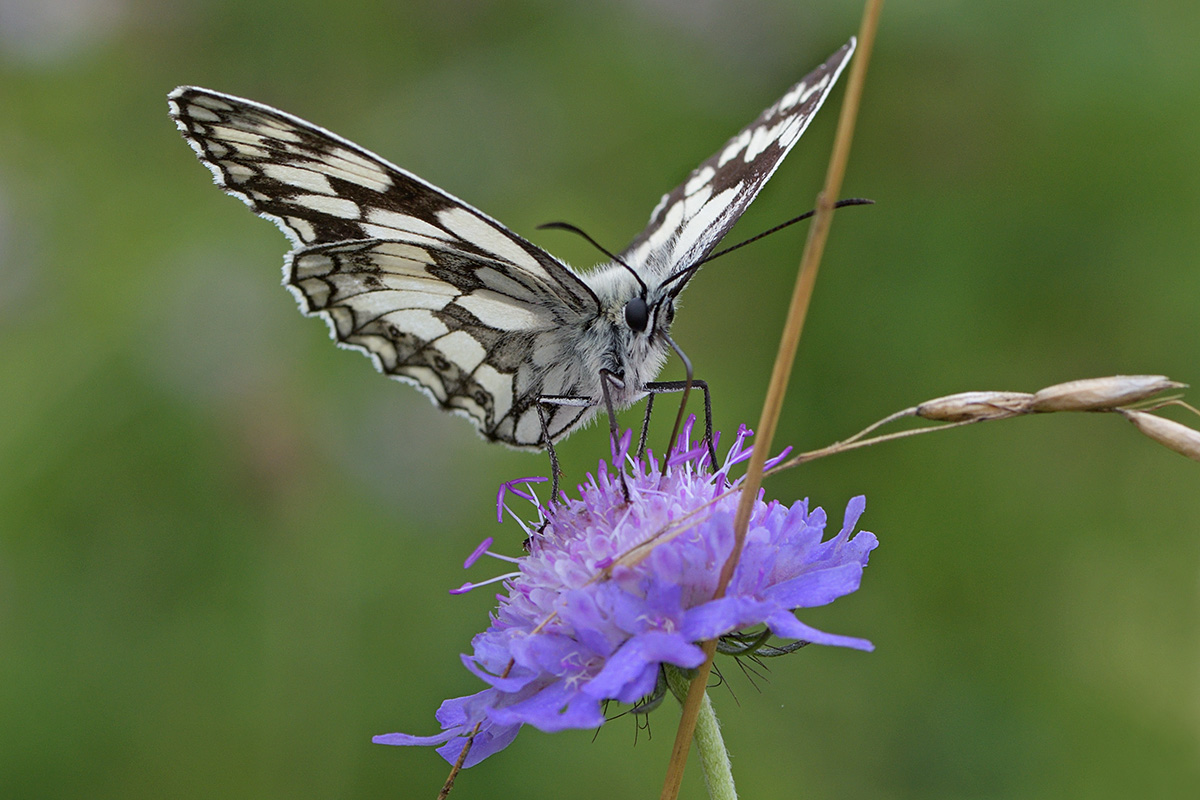 Marbled White (Melanargia galathea) (5)