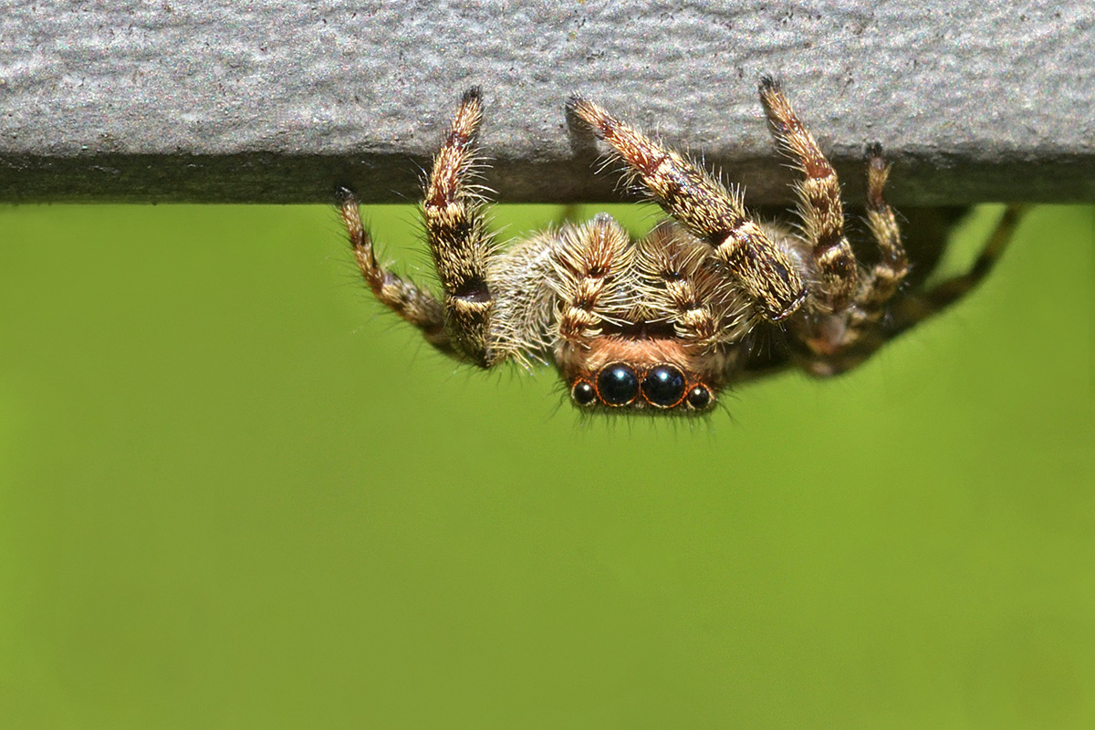 Jumping Spider (Marpissa muscosa) (1)