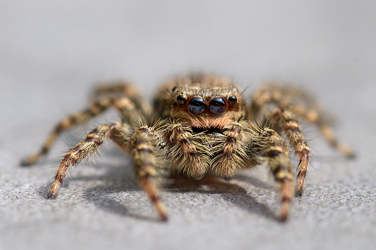 Jumping Spider (Marpissa muscosa) (2)