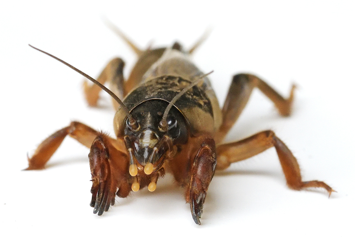 European Mole Cricket (Gryllotalpa gryllotalpa) (3)