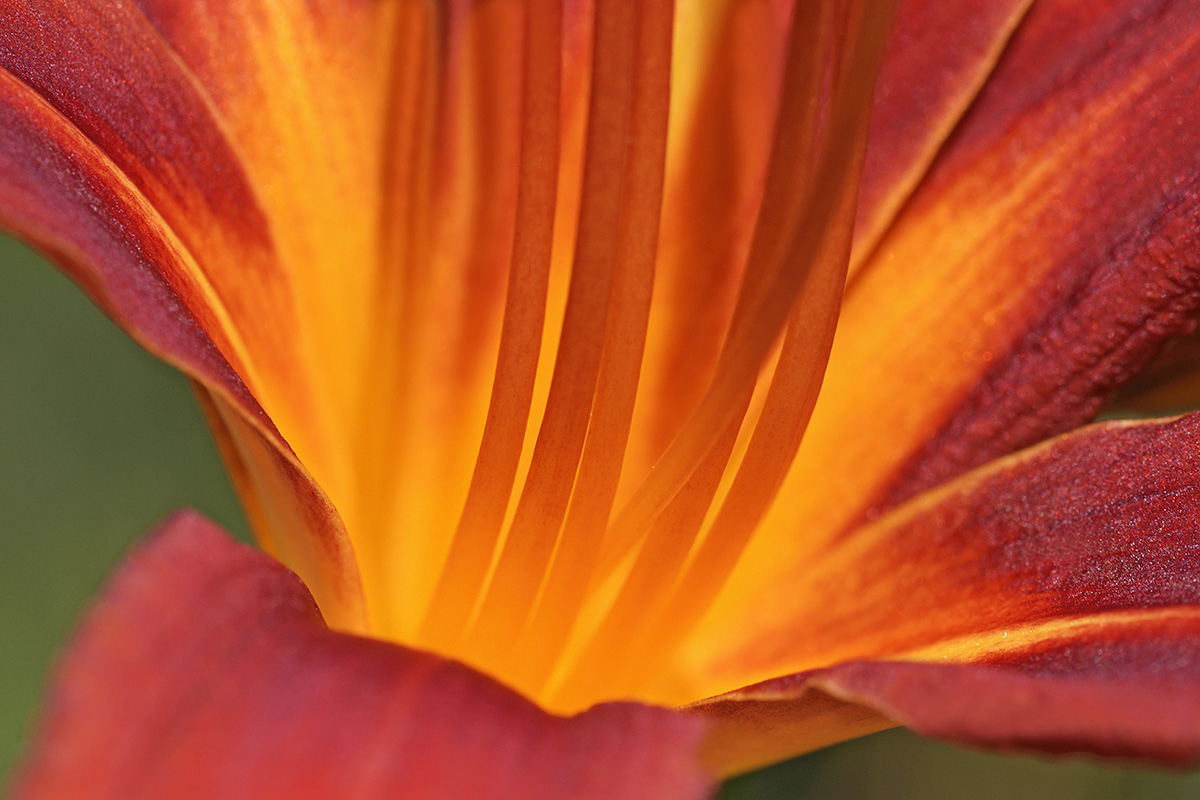 Orange Daylily (Hemerocallis fulva) (1)