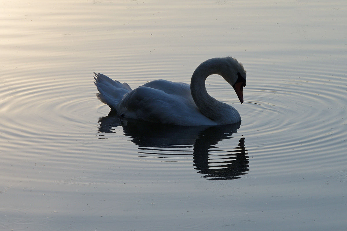 Daybreak in the Petite Camargue Alsacienne (8)