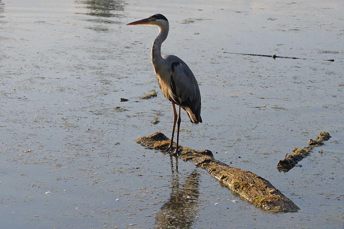 Daybreak in the Petite Camargue Alsacienne (9)