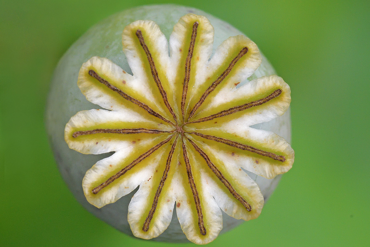 Poppy ‘Violet’ (Papaver somniferum) (3)