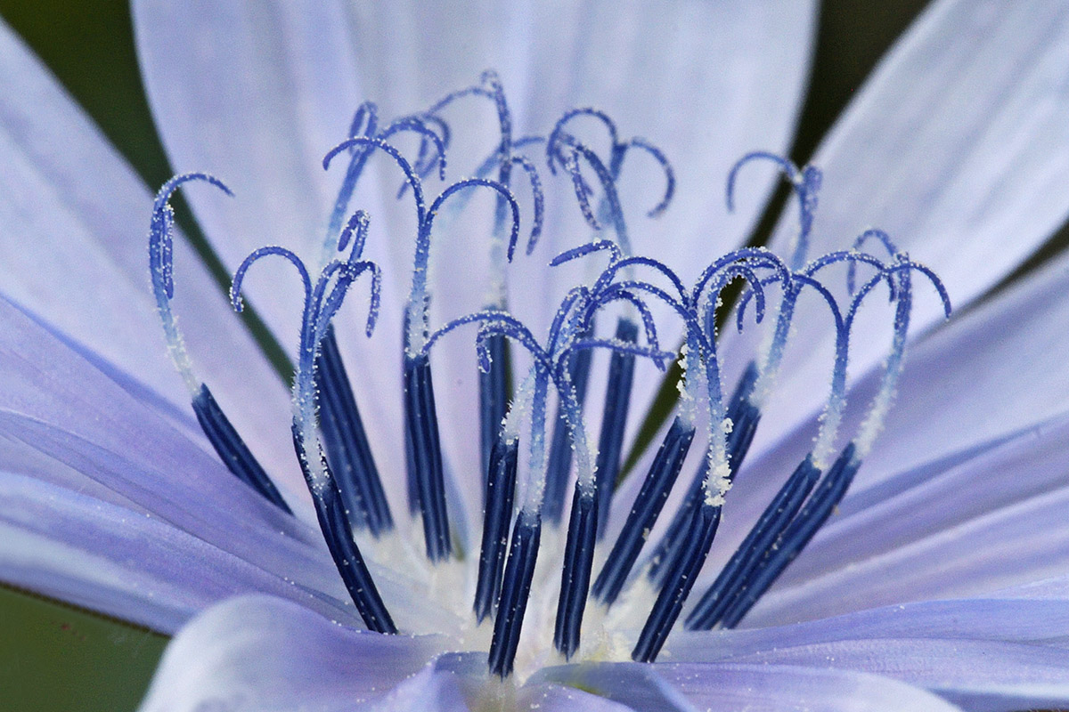 Radicchio Blossom (Cichorium intybus var. foliosum) (3)