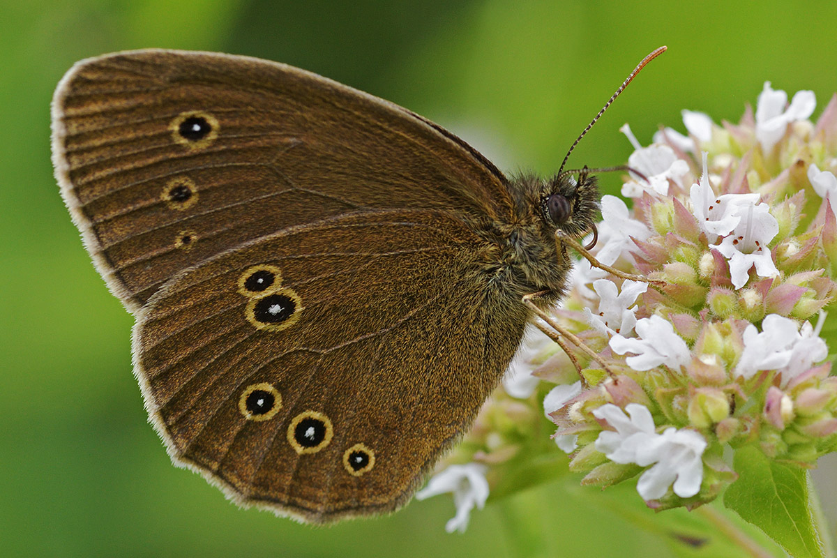 Ringlet (Aphantopus hyperantus) (1)