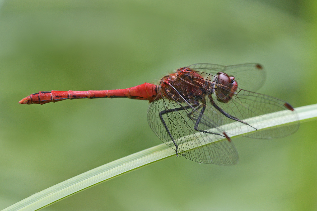 Ruddy Darter (Sympetrum sanguineum) (3)