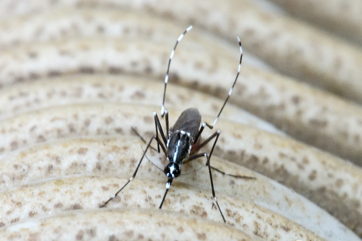 Asian Tiger Mosquito (Aedes albopictus) (1)